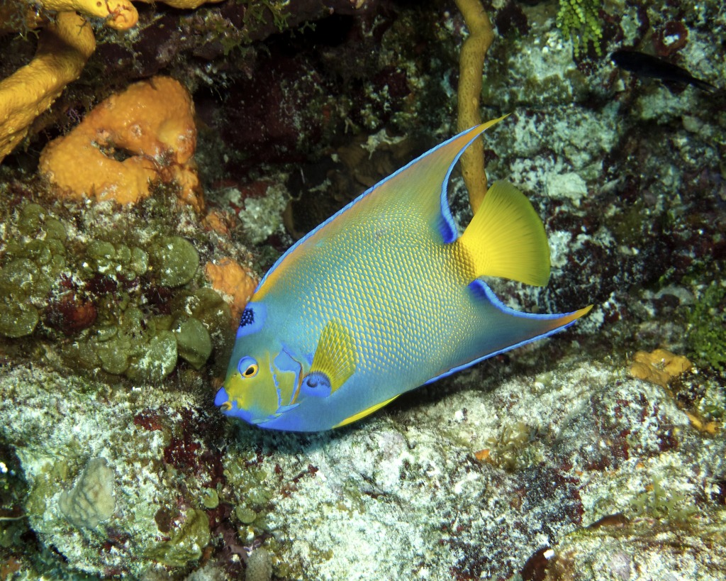 Columbia Deep - Queen Angelfish jigsaw puzzle in Under the Sea puzzles on TheJigsawPuzzles.com