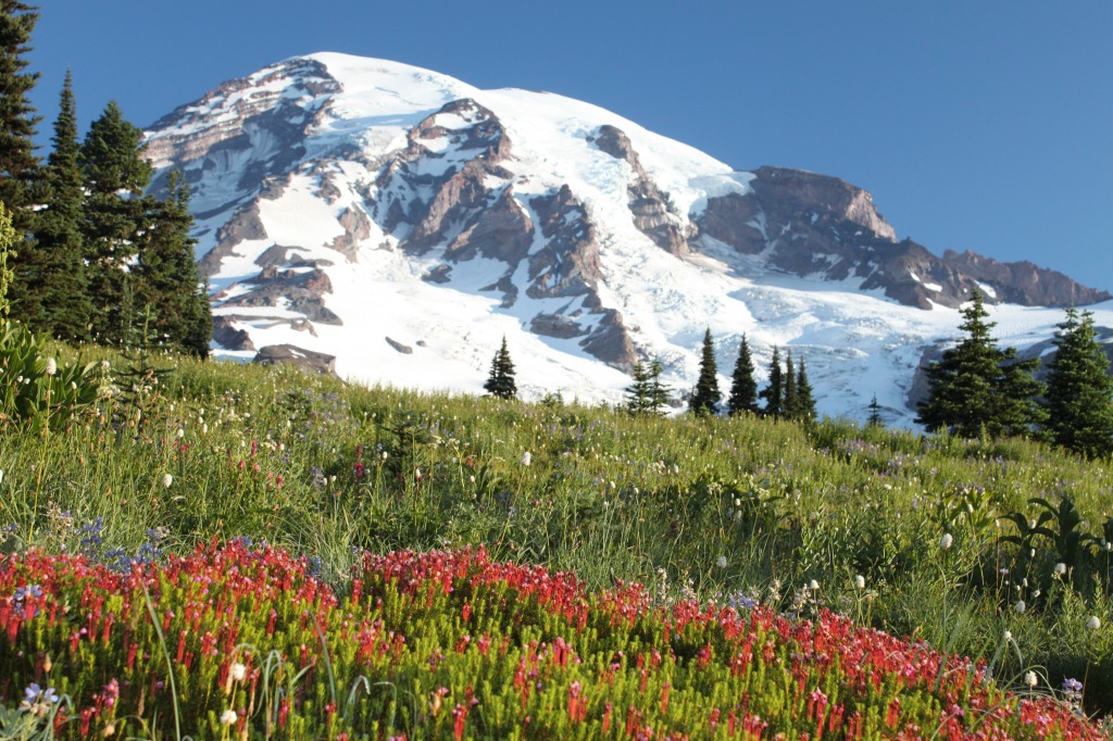 Paradise at Mount Rainier NP jigsaw puzzle in Great Sightings puzzles on TheJigsawPuzzles.com