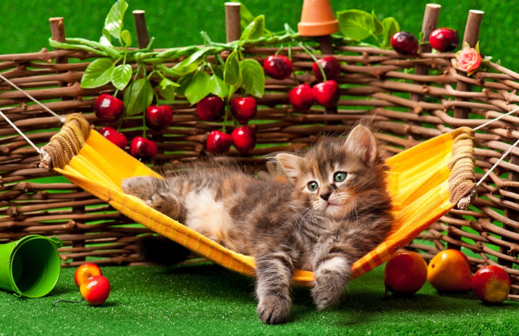 Kitten on the Hammock jigsaw puzzle in Animals puzzles on TheJigsawPuzzles.com