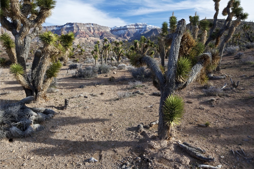 Paiute Wilderness, Arizona jigsaw puzzle in Great Sightings puzzles on TheJigsawPuzzles.com