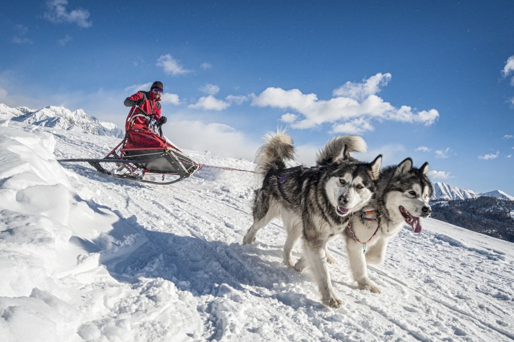 Meeting of the Alaskan Malamute Breed jigsaw puzzle in Animals puzzles on TheJigsawPuzzles.com