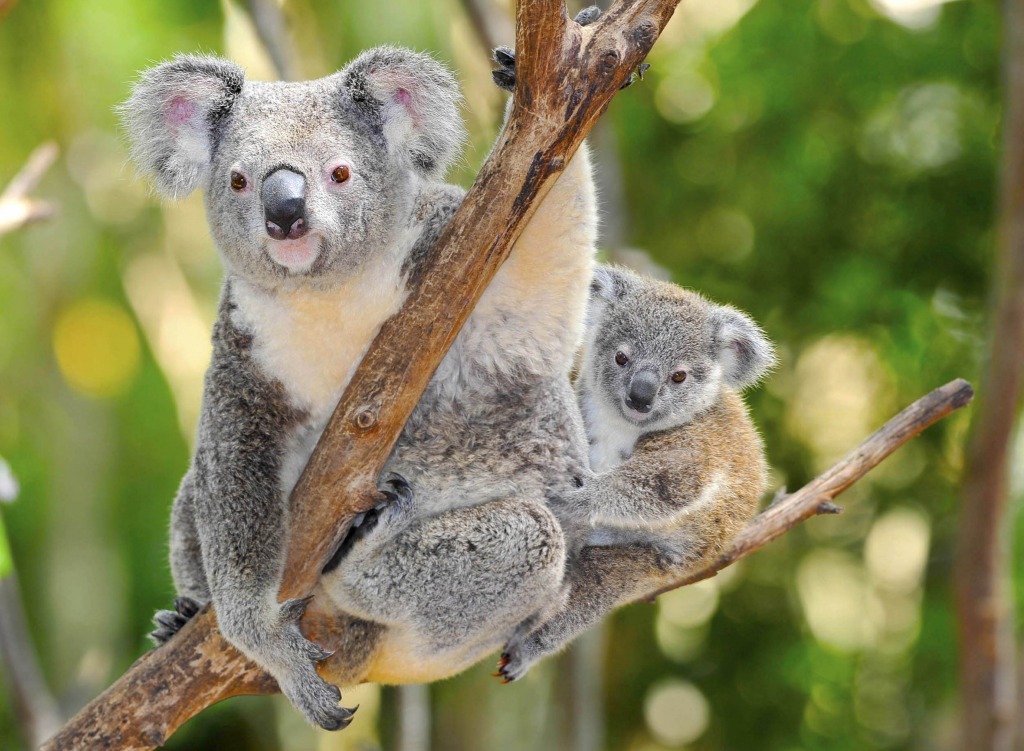 Australian Koala jigsaw puzzle in Animals puzzles on TheJigsawPuzzles.com