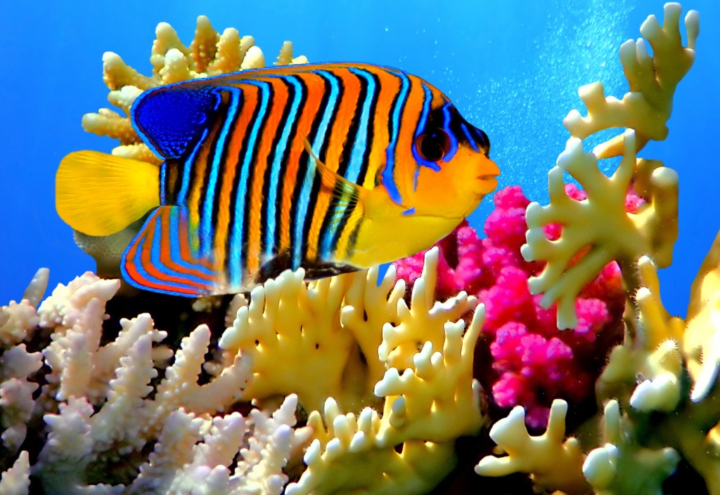 Regal Angelfish jigsaw puzzle in Under the Sea puzzles on TheJigsawPuzzles.com