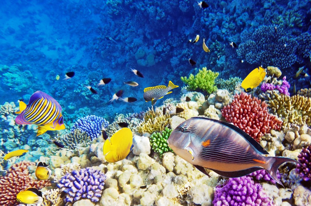 Coral and Fish, Red Sea, Egypt jigsaw puzzle in Under the Sea puzzles on TheJigsawPuzzles.com