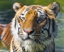 Bengal Tiger in the Water