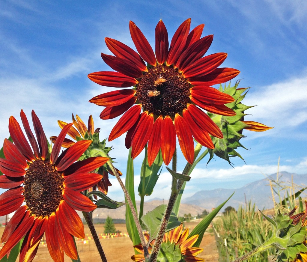 Red Sunflowers at the Pumpkin Patch jigsaw puzzle in Flowers puzzles on TheJigsawPuzzles.com