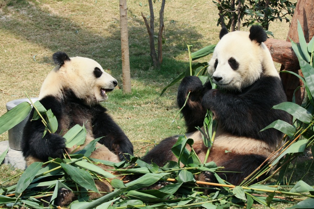 Two Giant Pandas Eating jigsaw puzzle in Animals puzzles on TheJigsawPuzzles.com