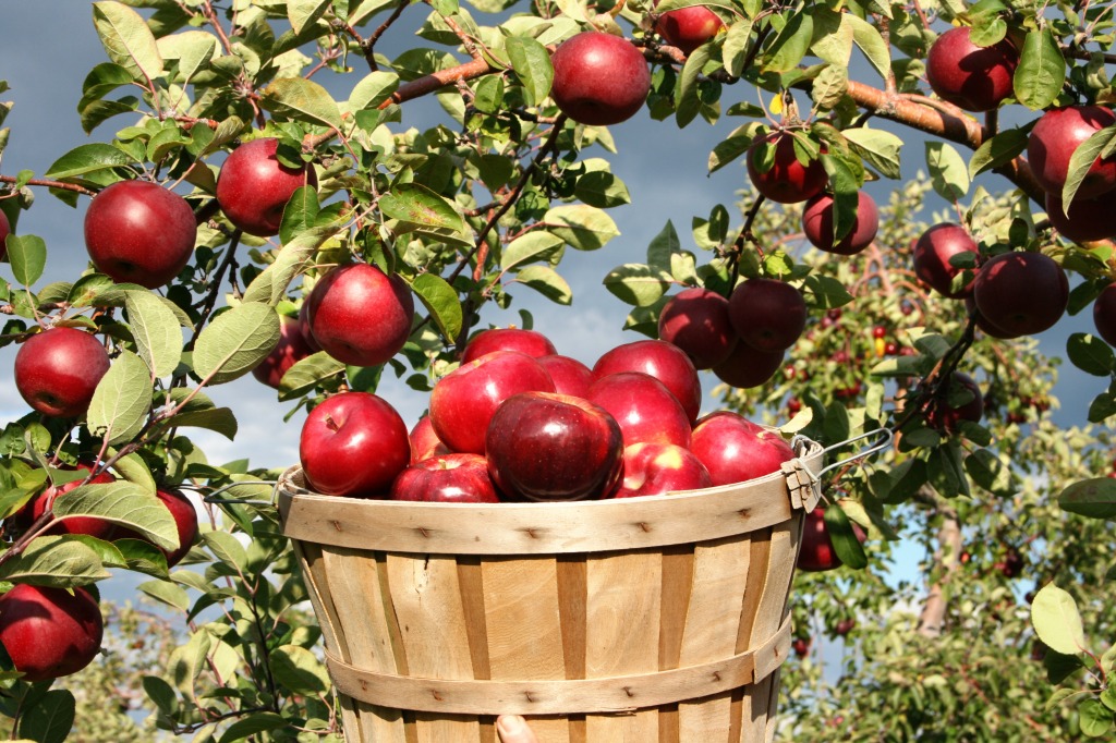 Apple Barrel jigsaw puzzle in Fruits & Veggies puzzles on TheJigsawPuzzles.com