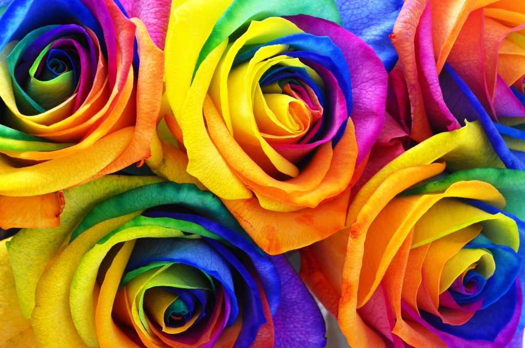 Rainbow Rose jigsaw puzzle in Macro puzzles on TheJigsawPuzzles.com