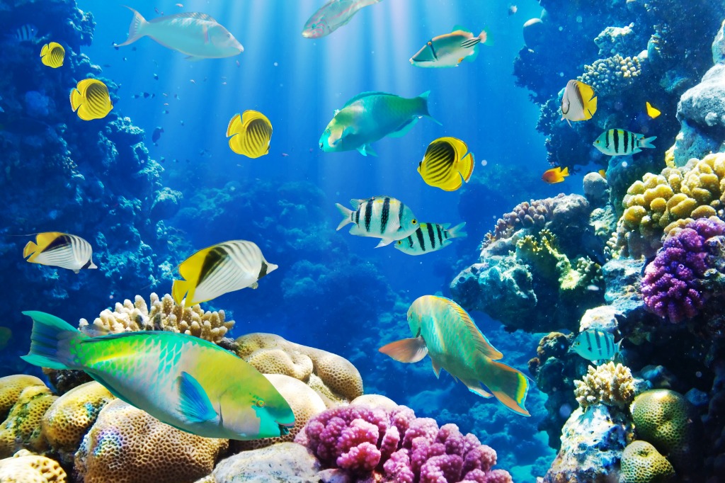 Tropical Fish on a Coral Reef jigsaw puzzle in Under the Sea puzzles on TheJigsawPuzzles.com