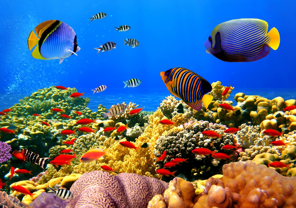 Coral Colony on a Reef, Egypt jigsaw puzzle in Under the Sea puzzles on TheJigsawPuzzles.com