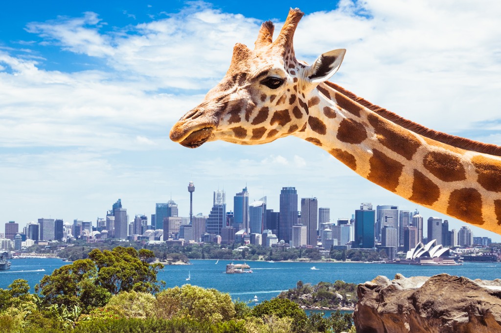 Giraffe in Taronga Park Zoo jigsaw puzzle in Animals puzzles on TheJigsawPuzzles.com