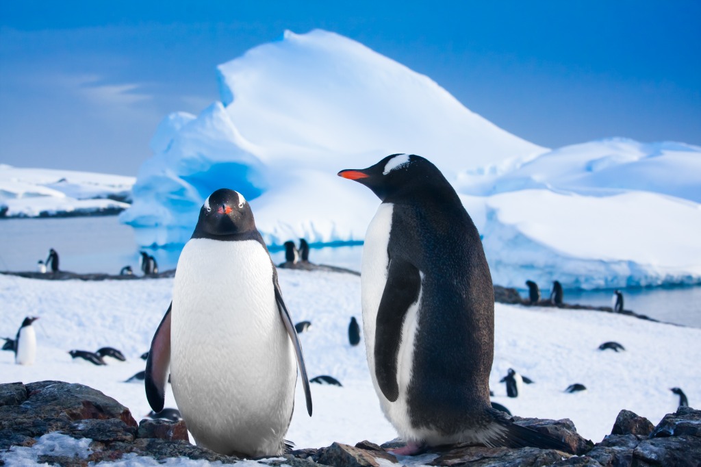 Stony Coast of Antarctica jigsaw puzzle in Animals puzzles on TheJigsawPuzzles.com