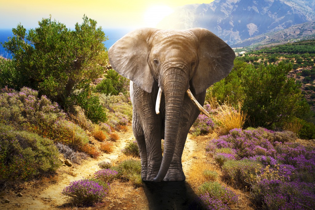 Elephant at Sunset jigsaw puzzle in Animals puzzles on TheJigsawPuzzles.com