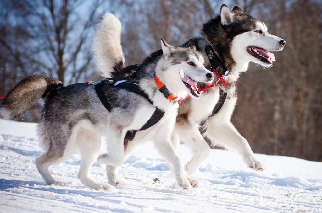 Siberian Husky and Alaskan Malamute jigsaw puzzle in Animals puzzles on TheJigsawPuzzles.com