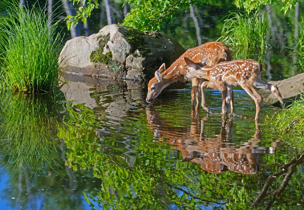 Baby Deer jigsaw puzzle in Animals puzzles on TheJigsawPuzzles.com