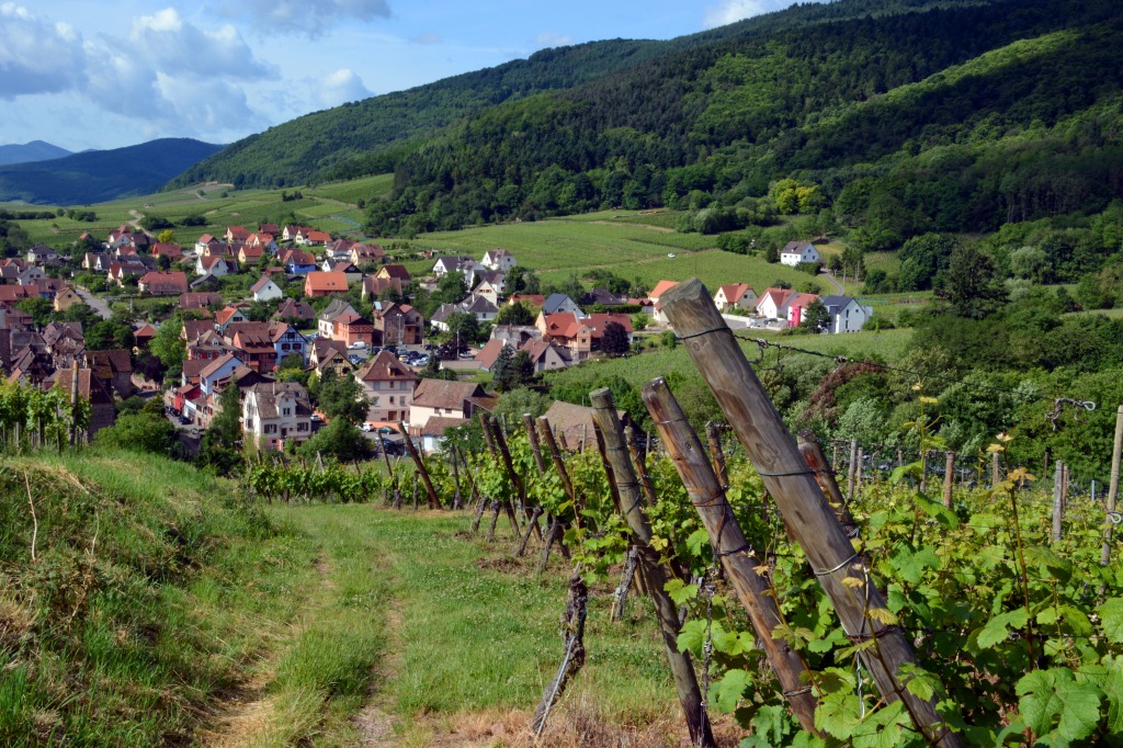 In the Vines around Riquewihr, France jigsaw puzzle in Great Sightings puzzles on TheJigsawPuzzles.com