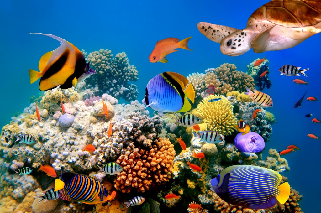 Tropical Fish and Turtle on a Coral Reef jigsaw puzzle in Under the Sea puzzles on TheJigsawPuzzles.com