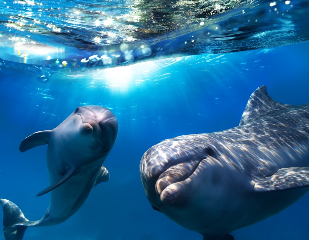 Dolphins jigsaw puzzle in Under the Sea puzzles on TheJigsawPuzzles.com