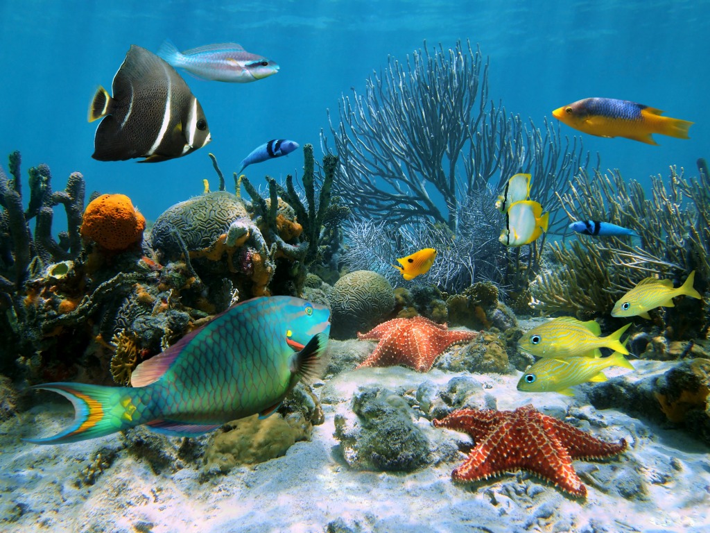 Coral Garden, Caribbean Sea jigsaw puzzle in Under the Sea puzzles on TheJigsawPuzzles.com
