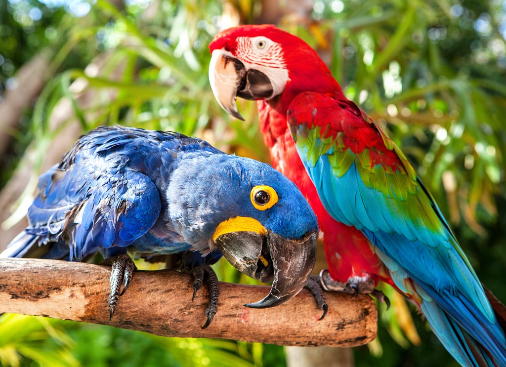 Colorful Couple Macaws jigsaw puzzle in Animals puzzles on TheJigsawPuzzles.com