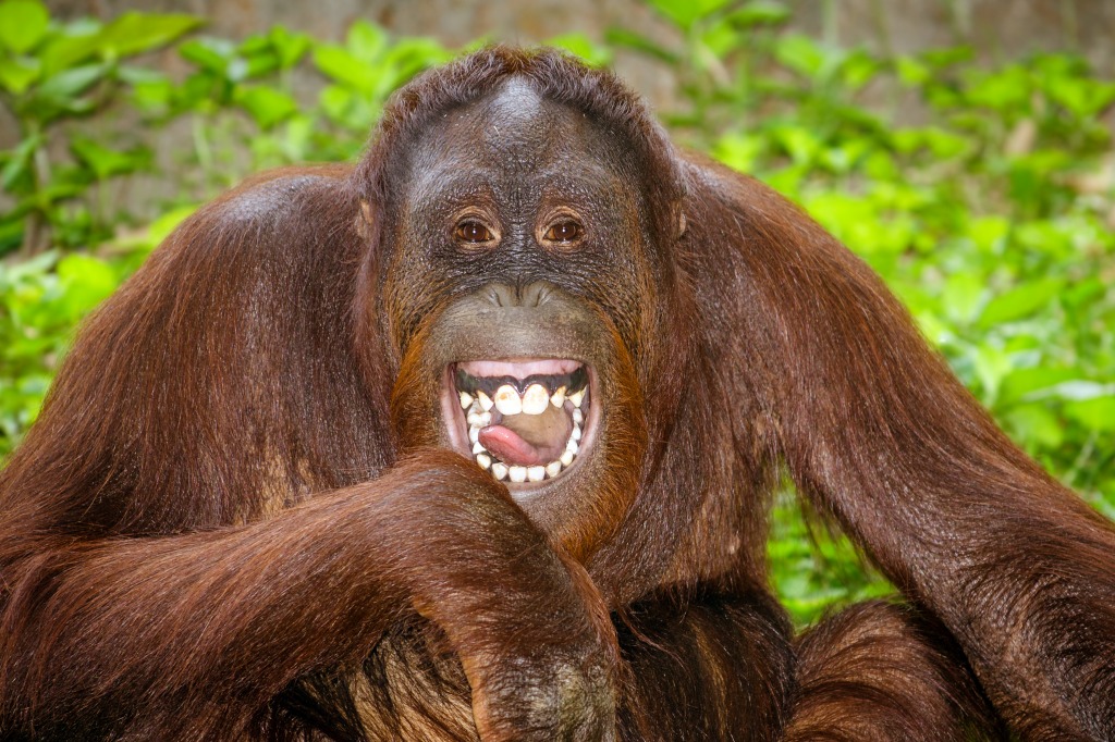 Portrait of Laughing Orangutan jigsaw puzzle in Animals puzzles on TheJigsawPuzzles.com