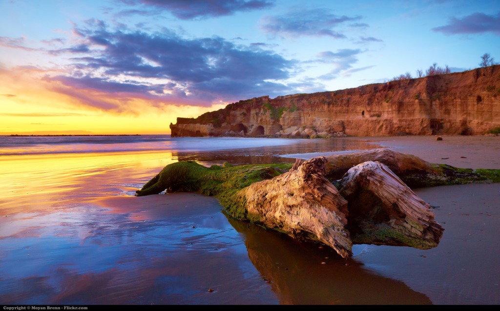 Dead Tree along the Seashore jigsaw puzzle in Great Sightings puzzles on TheJigsawPuzzles.com