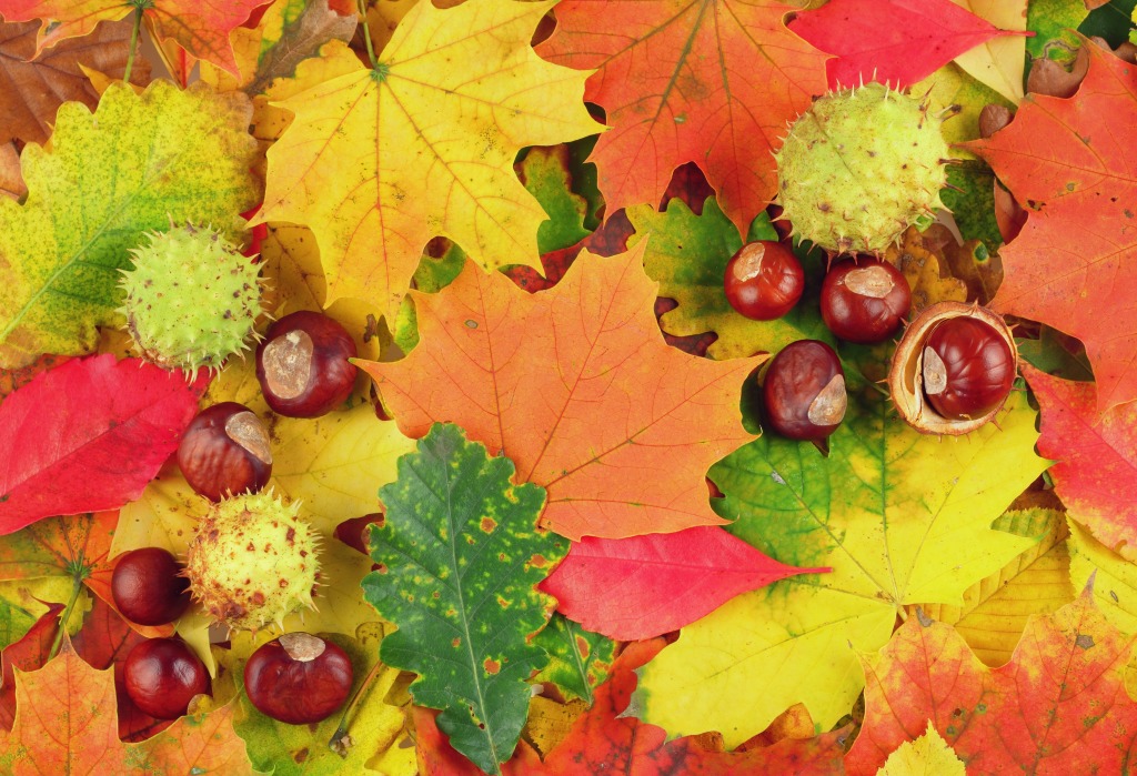 Autumn Leaves and Buckeyes jigsaw puzzle in Macro puzzles on TheJigsawPuzzles.com