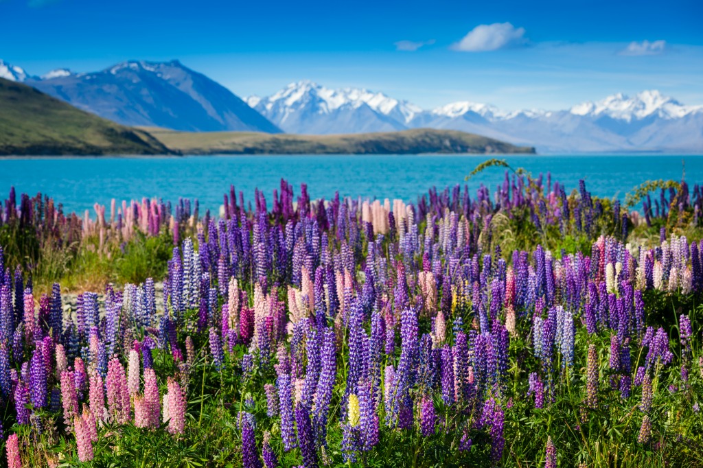 Mountain Lake with Lupins Blooming jigsaw puzzle in Flowers puzzles on TheJigsawPuzzles.com
