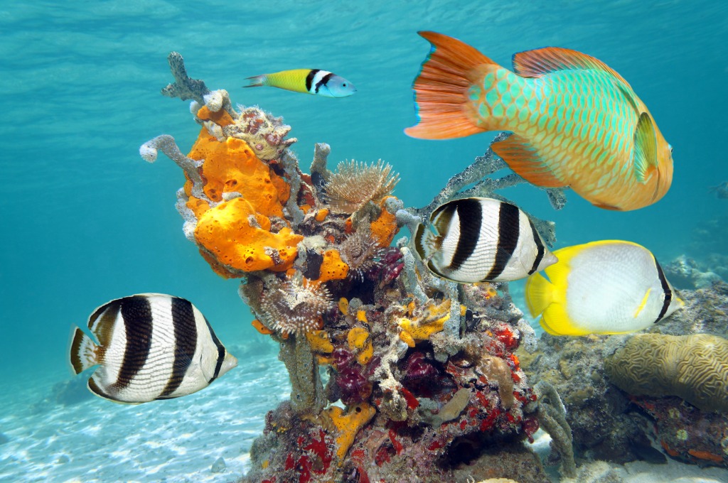 Caribbean Sea, Mexico jigsaw puzzle in Under the Sea puzzles on TheJigsawPuzzles.com