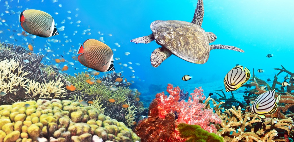 Coral Reef Panorama jigsaw puzzle in Under the Sea puzzles on TheJigsawPuzzles.com