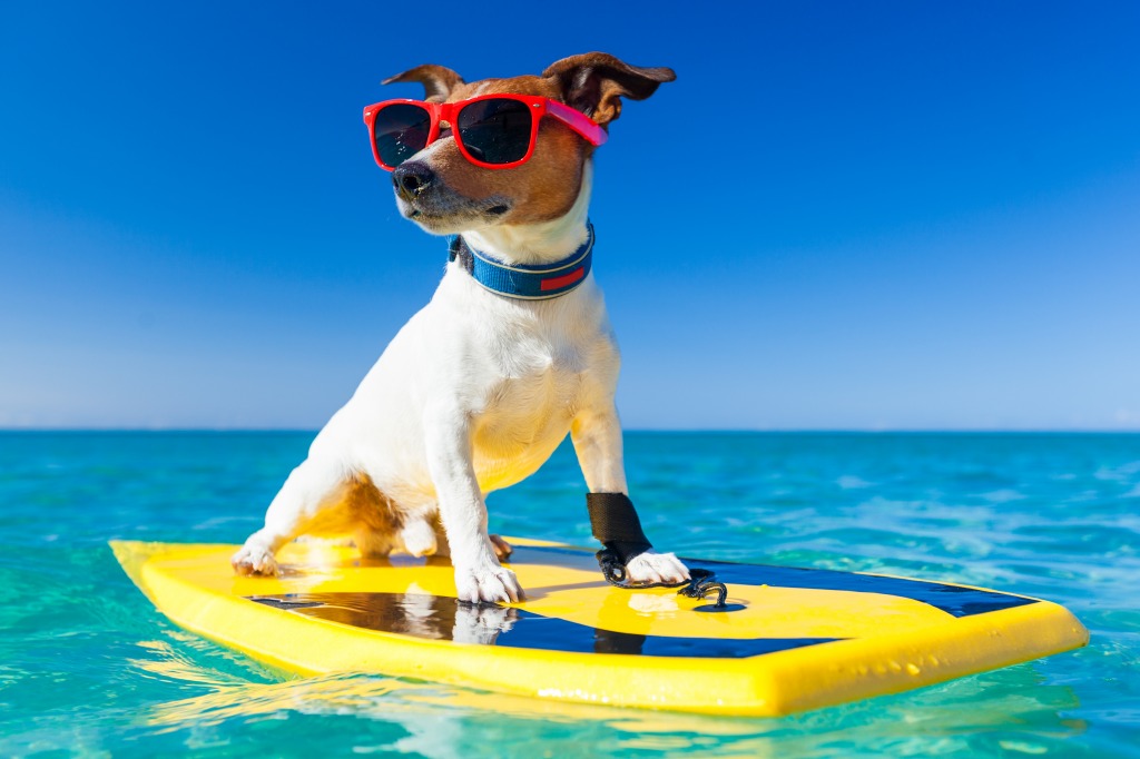 Surfer Dog jigsaw puzzle in Animals puzzles on TheJigsawPuzzles.com