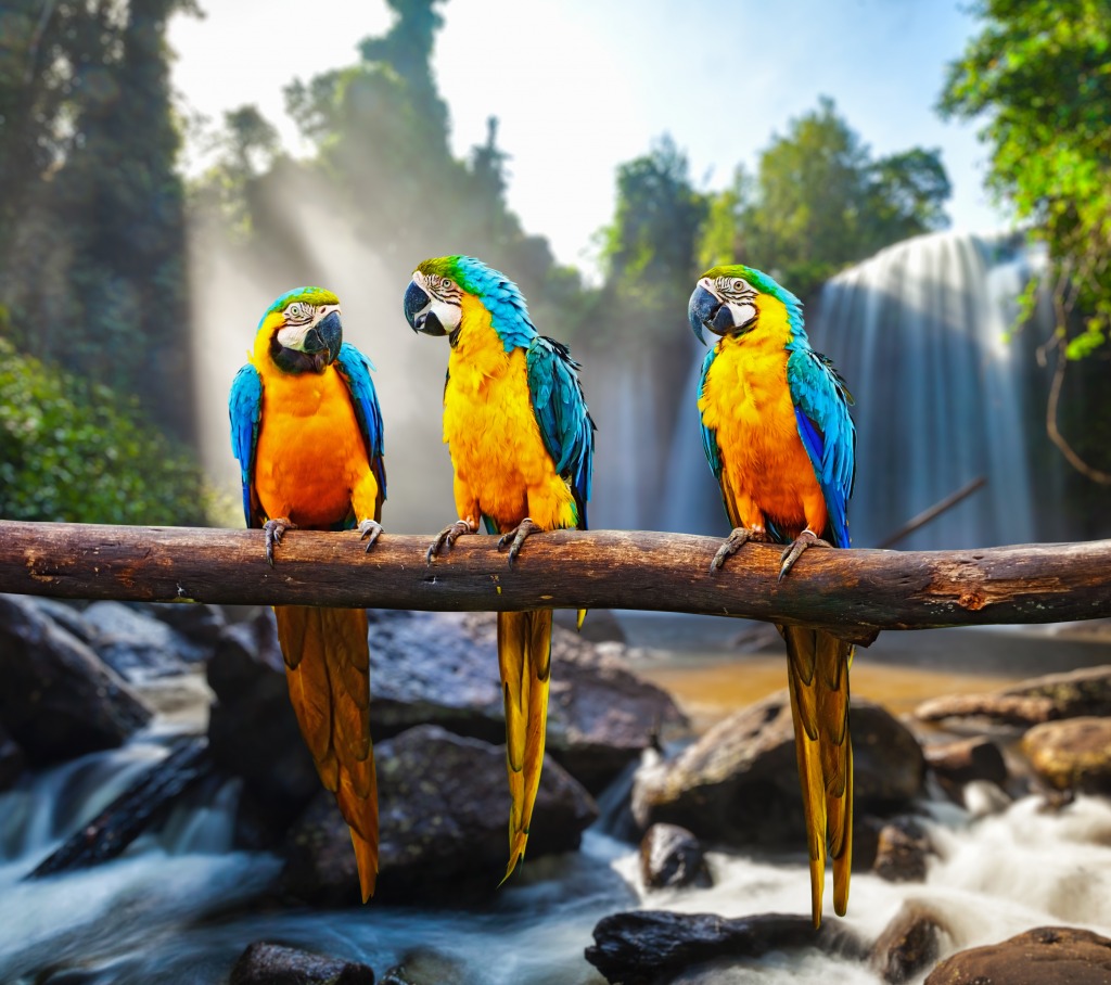 Blue-and-Yellow Macaws jigsaw puzzle in Animals puzzles on TheJigsawPuzzles.com