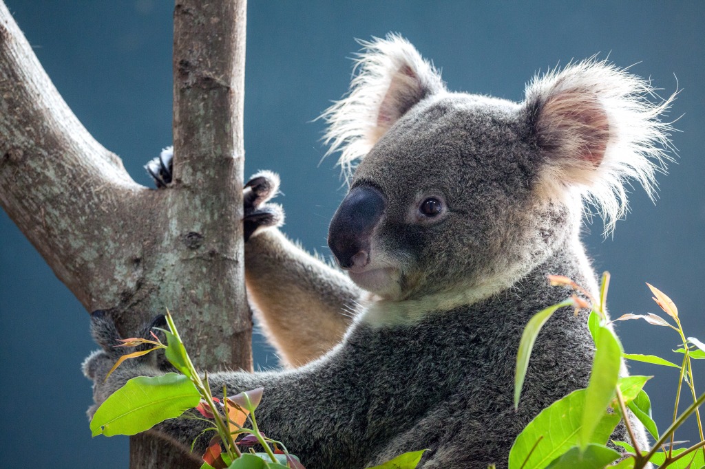 Cute Koala jigsaw puzzle in Animals puzzles on TheJigsawPuzzles.com