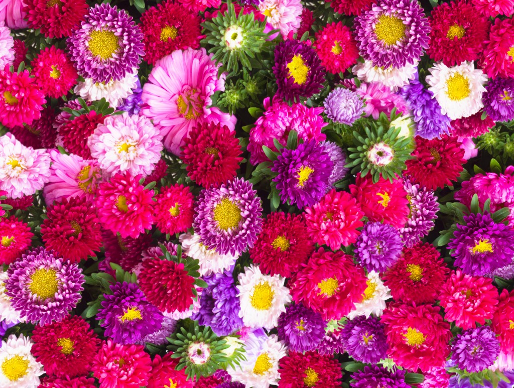 Red, Pink and Violet Aster Flowers jigsaw puzzle in Flowers puzzles on TheJigsawPuzzles.com