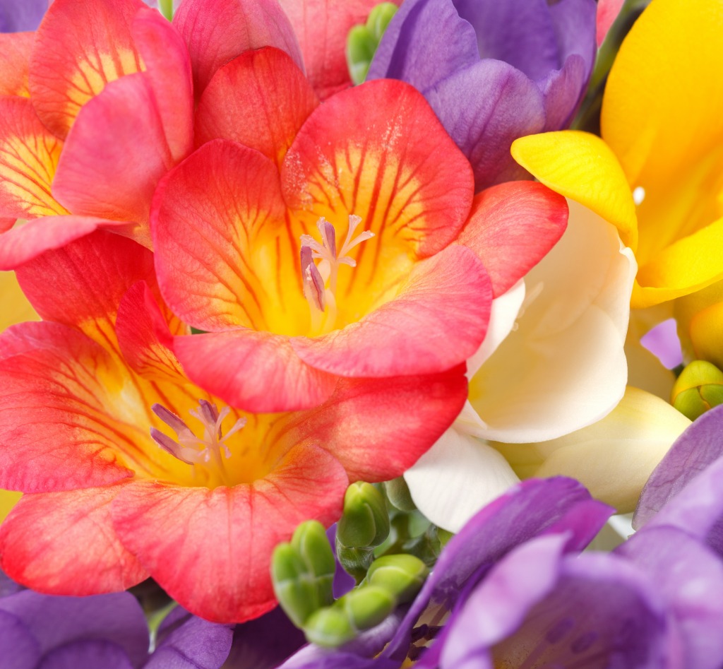 Freesia Flowers jigsaw puzzle in Macro puzzles on TheJigsawPuzzles.com