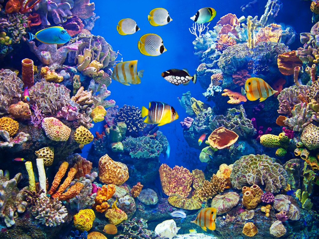 Colorful Aquarium jigsaw puzzle in Under the Sea puzzles on TheJigsawPuzzles.com