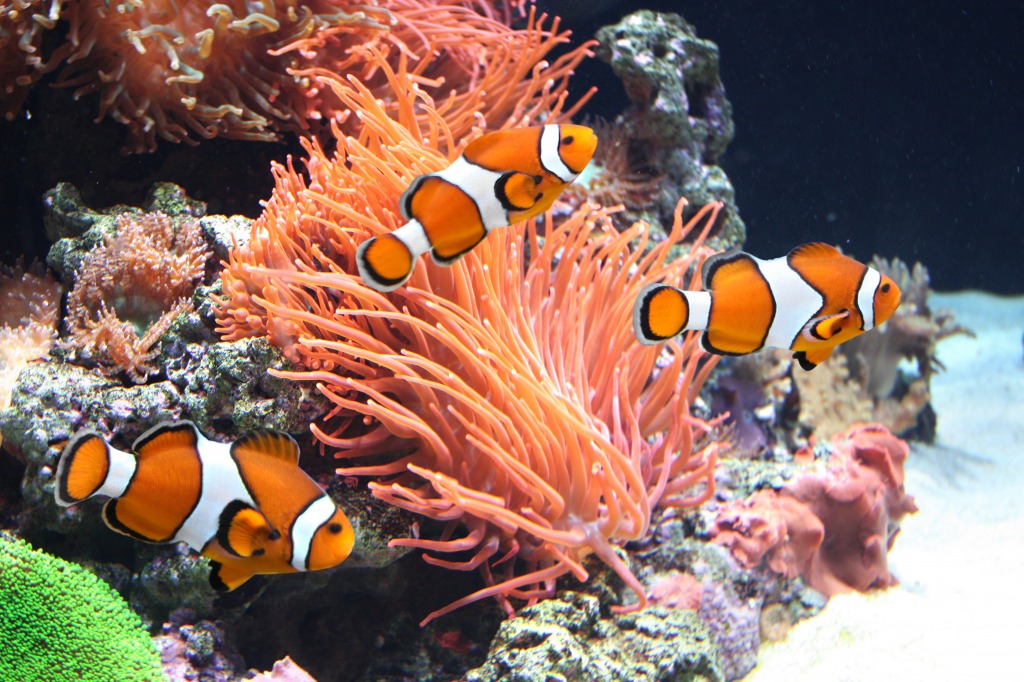 Anemone and Clown Fish jigsaw puzzle in Under the Sea puzzles on TheJigsawPuzzles.com