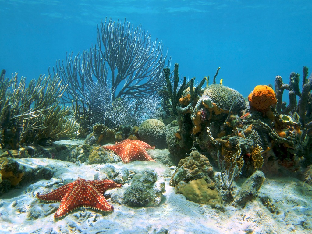 Seabed With Coral and Starfish jigsaw puzzle in Under the Sea puzzles on TheJigsawPuzzles.com