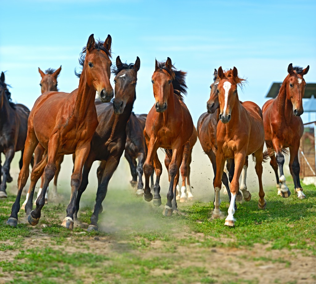 Herd of Hurrying Horse jigsaw puzzle in Animals puzzles on TheJigsawPuzzles.com