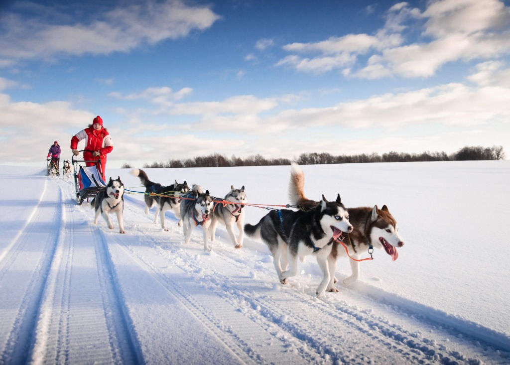 Sled Dog Race jigsaw puzzle in Animals puzzles on TheJigsawPuzzles.com