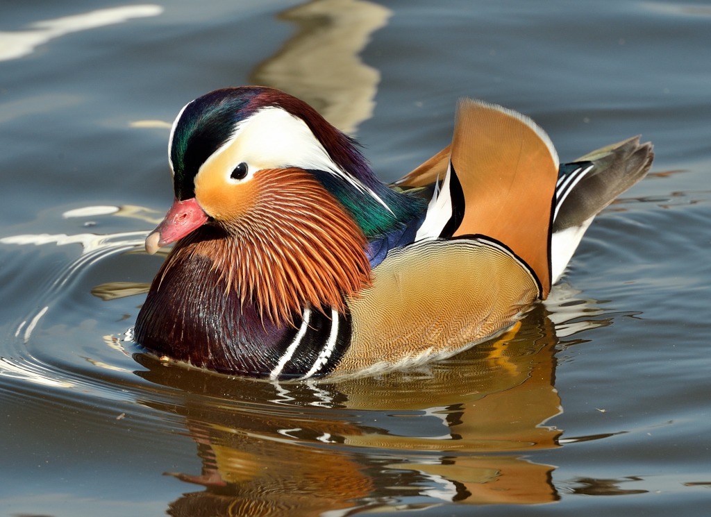 Mandarin Duck jigsaw puzzle in Animals puzzles on TheJigsawPuzzles.com