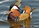 Mandarin Duck