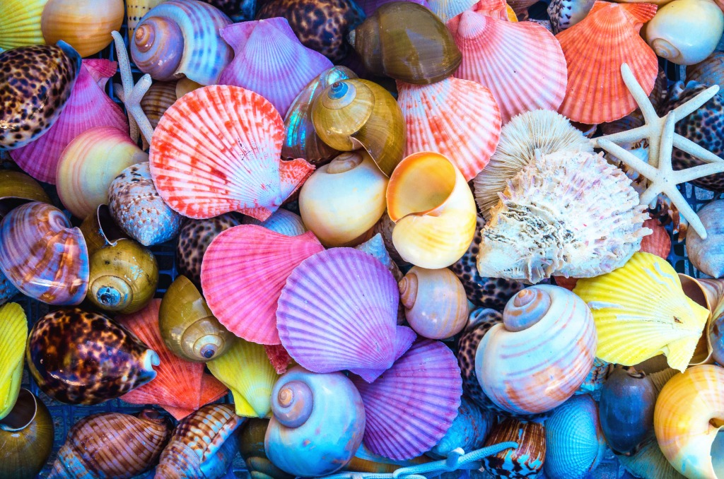 Colorful Sea Shells jigsaw puzzle in Macro puzzles on TheJigsawPuzzles.com