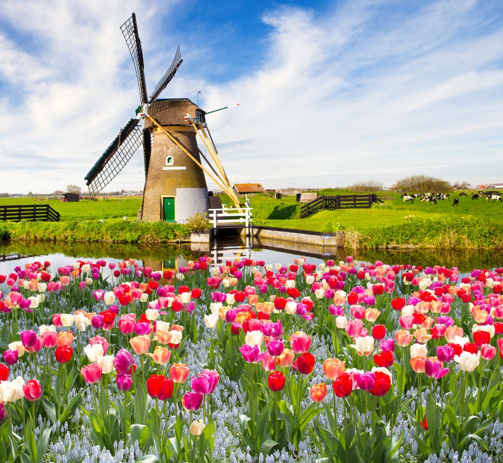 Tulips in Holland jigsaw puzzle in Flowers puzzles on TheJigsawPuzzles.com