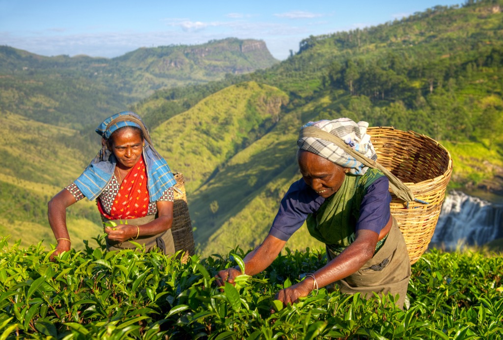 Tea Pickers In Plantage, Sri Lanka jigsaw puzzle in People puzzles on TheJigsawPuzzles.com