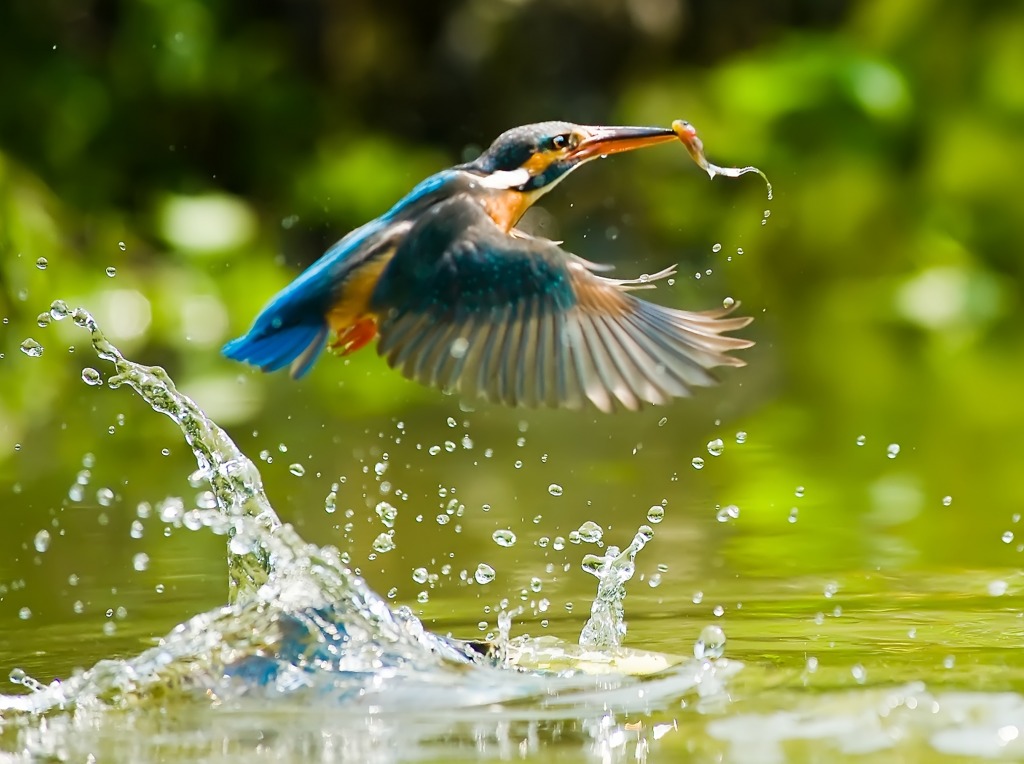 Kingfisher jigsaw puzzle in Macro puzzles on TheJigsawPuzzles.com