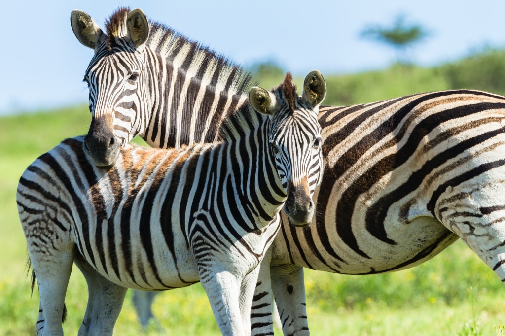 Zebras jigsaw puzzle in Animals puzzles on TheJigsawPuzzles.com