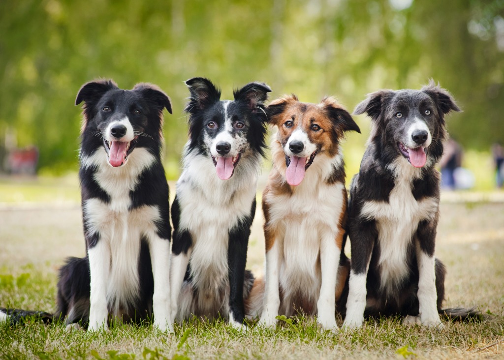 Happy Collies jigsaw puzzle in Animals puzzles on TheJigsawPuzzles.com