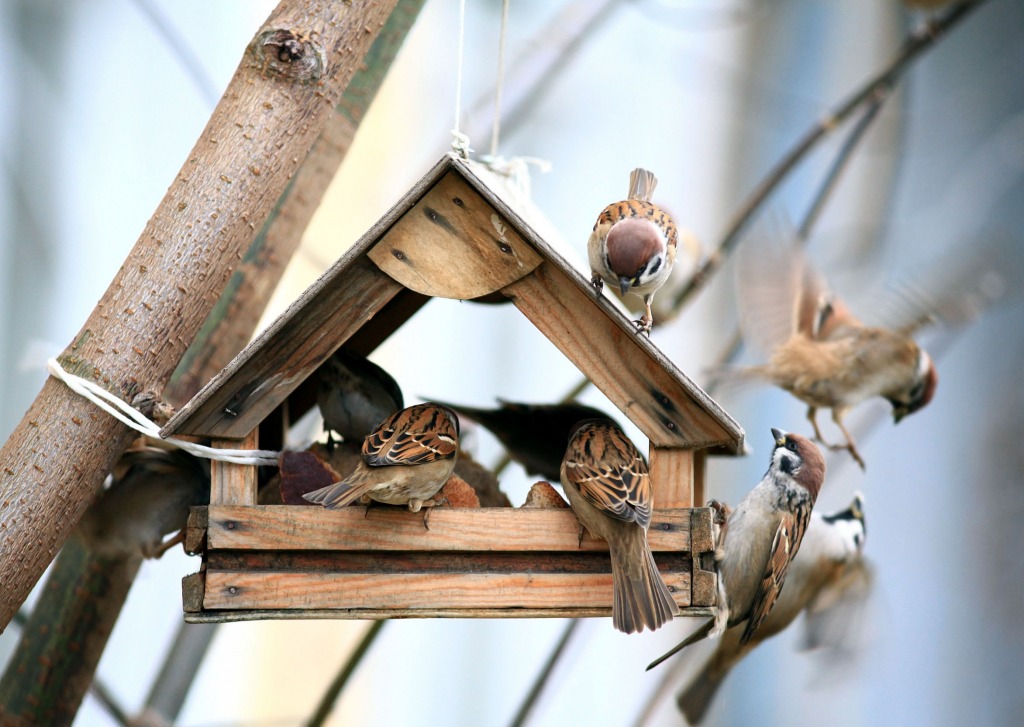 Cheerful Apartment For the Birds jigsaw puzzle in Animals puzzles on TheJigsawPuzzles.com